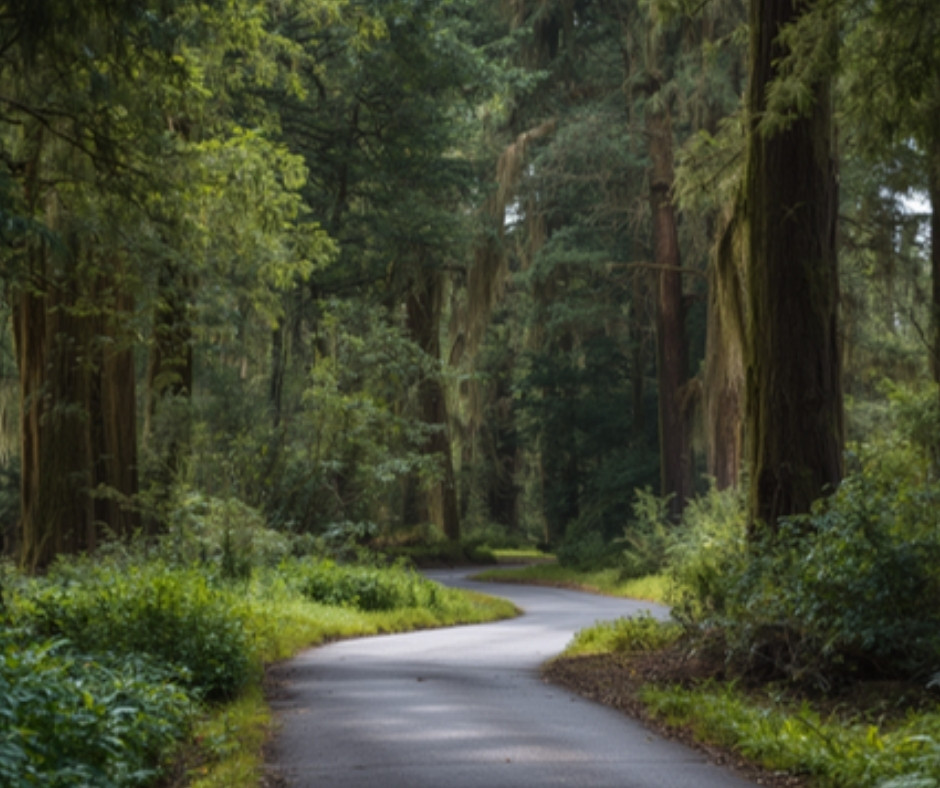 A leafy native bush walking path in Riccarton, Christchurch